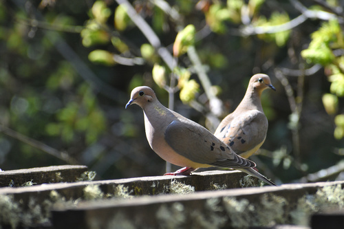 Mourning Dove photographed in California