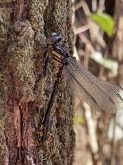 Hylogomphus geminatus