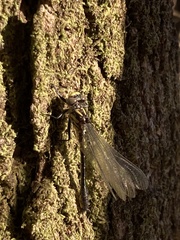 Hylogomphus geminatus