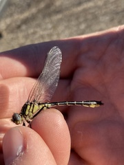 Hylogomphus geminatus