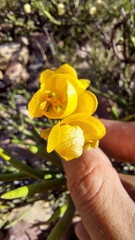 Senna crassiramea