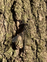 Hylogomphus geminatus