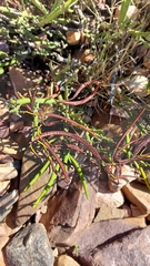 Senna crassiramea