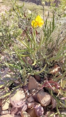 Senna crassiramea