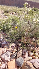 Senna crassiramea