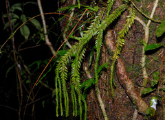 Phlegmariurus fordii