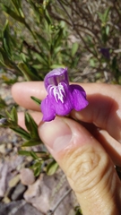 Poikilacanthus tweedieanus