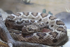 Crotalus catalinensis