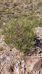 Poikilacanthus tweedieanus
