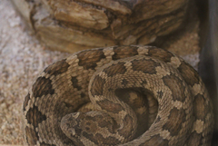 Crotalus enyo