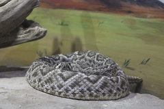 Crotalus ruber lucasensis