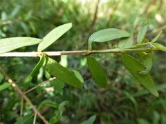 Sannantha pluriflora