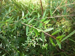 Sannantha pluriflora