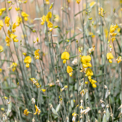 Crotalaria eremaea