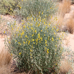 Crotalaria eremaea