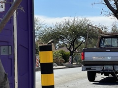 Pyrocephalus rubinus