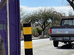 Pyrocephalus rubinus