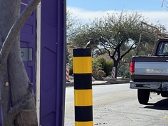 Pyrocephalus rubinus