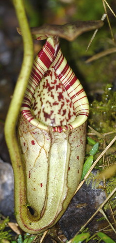 Nepenthes burbidgei