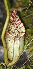Nepenthes burbidgeae