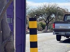 Pyrocephalus rubinus