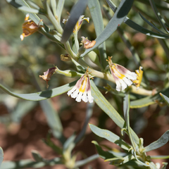 Scaevola collaris