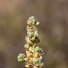 Osteocarpum dipterocarpum