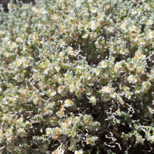 Grey Bluebush (Maireana appressa)