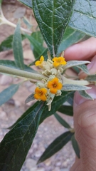 Buddleja tucumanensis
