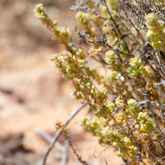 Osteocarpum dipterocarpum