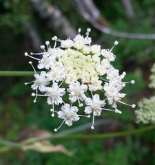 Angelica californica