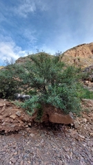 Buddleja tucumanensis