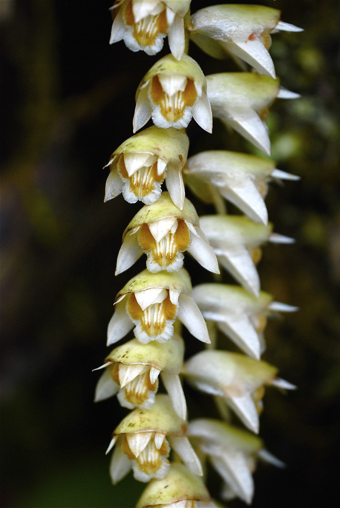 Coelogyne moultonii