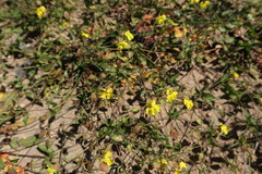 Goodenia glabra