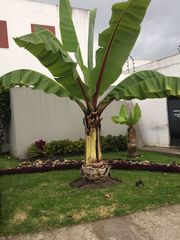Ensete