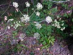 Angelica californica