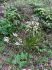 Angelica californica