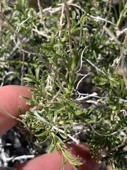 Acamptopappus sphaerocephalus