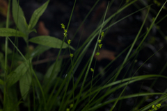 Carex seorsa