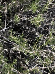 Acamptopappus sphaerocephalus