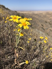 Monolopia lanceolata