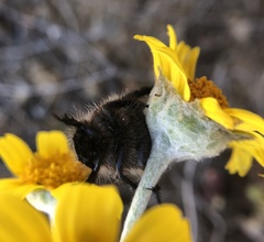 Monolopia lanceolata