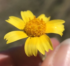 Monolopia lanceolata