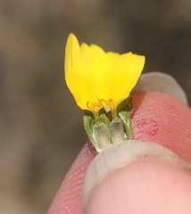 Monolopia lanceolata