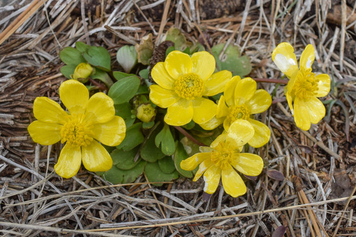 sagebrush buttercup