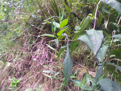 Aristeguietia glutinosa