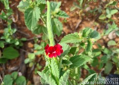 Stachytarpheta sessilis