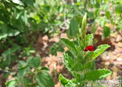 Stachytarpheta sessilis