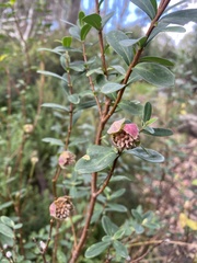 Pimelea ligustrina ciliata