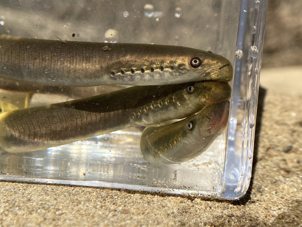 Least Brook Lamprey